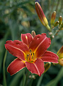 Hemerocallis - Hybr. 'David Cox'