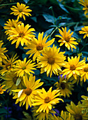 Heliopsis helianthoides