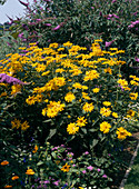 Heliopsis helianthoides