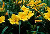 Hemerocallis 'Golden Orchid'