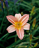 Hemerocallis 'Cologne Toy'