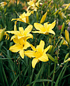 Hemerocallis 'Vienna Butterfly'