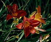 Hemerocallis 'Red Perfect'