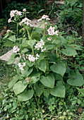 Hesperis matronalis