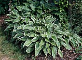 Hosta undulata