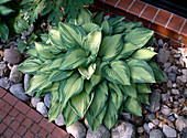 Hosta x fortunei 'Sharmon'