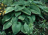 Hosta hybrid 'Green Acres'