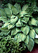 Hosta fortunei 'Aureomaculata'