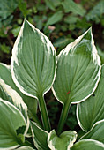 Hosta undulata