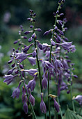 Hosta ventricosa