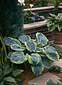 Hosta hybrid