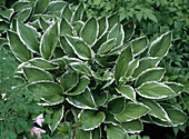 Hosta undulata 'Albomarginata'