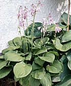 Hosta ventricosa