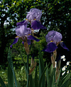 Iris 'Rhine Grape