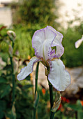 Iris barbata-elatior-hybr. (tall bartiris)