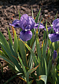 Iris barbata-nana 'Pepita'