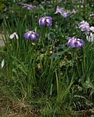 Iris kaempferi