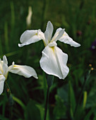 Iris kaempferi