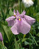 Iris kaempferi 'Wella'