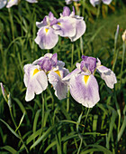 Iris kaempferi hybrid