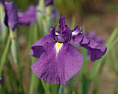 Iris kaempferi 'Velvet Queen'