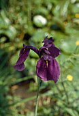 Iris laevigata