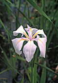 Iris laevigata 'Snowdrift'