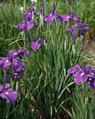 Iris laevigata 'Velvet Queen'