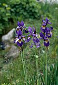 Iris sibirica