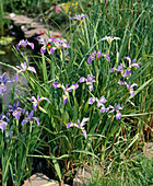 Iris ochroleuca