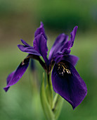 Iris delavayi X clarkei