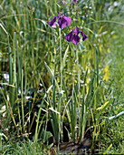 Iris variegata