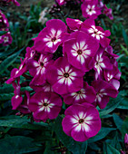 Phlox