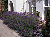 Lavandula angustifolia