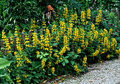 Lysimachia punctata