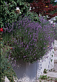 Lavandula angustifolia