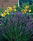 Lavandula angustifolia