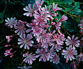 Lewisia cotyledon