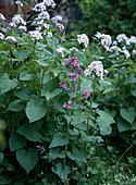 Lunaria rediviva (Mondviole)