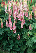 Lupinus russell hybrid 'My castle' (Lupinus russell)