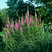 Lythrum salicaria