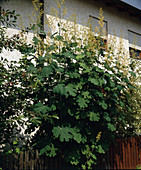 Macleaya cordata