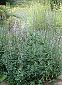 Nepeta nuda