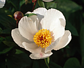 Paeonia lactiflora