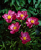 Paeonia lactiflora