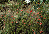 Penstemon pinifolius