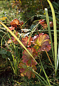 Peltiphyllum peltatum