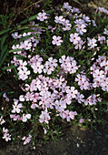 Phlox douglasii 'Rose Queen'