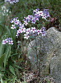 Phlox 'Chattahoochee'