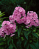 Phlox paniculata